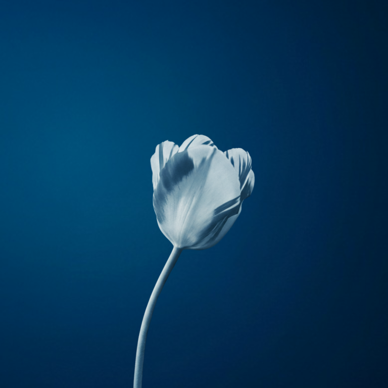 Sorga er ein kvit blom – Avaldsnes kirke